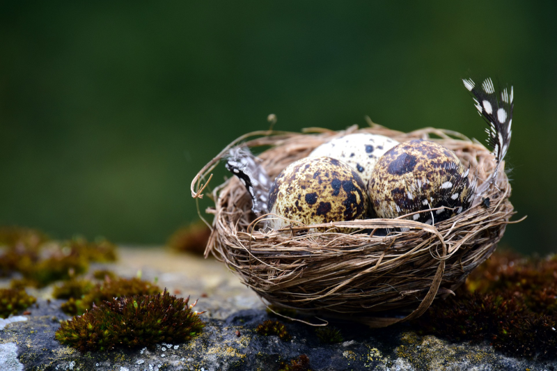 Standpunt Kennisgroep inzake birdnesting en overdrachtsbelasting